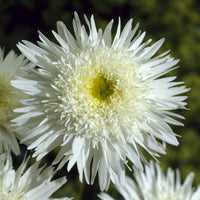 Dubbele margriet 'Wirral Supreme'