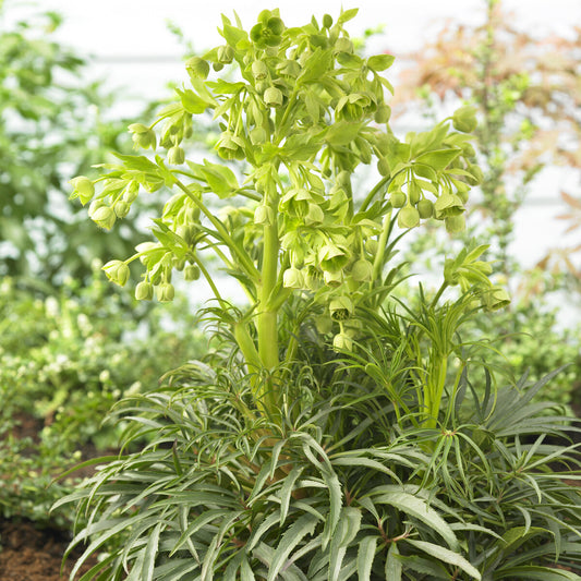 Stinkend nieskruid 'Wester Flisk' - Bakker