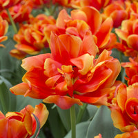 7 Dubbele late tulpen Queensday - Bakker