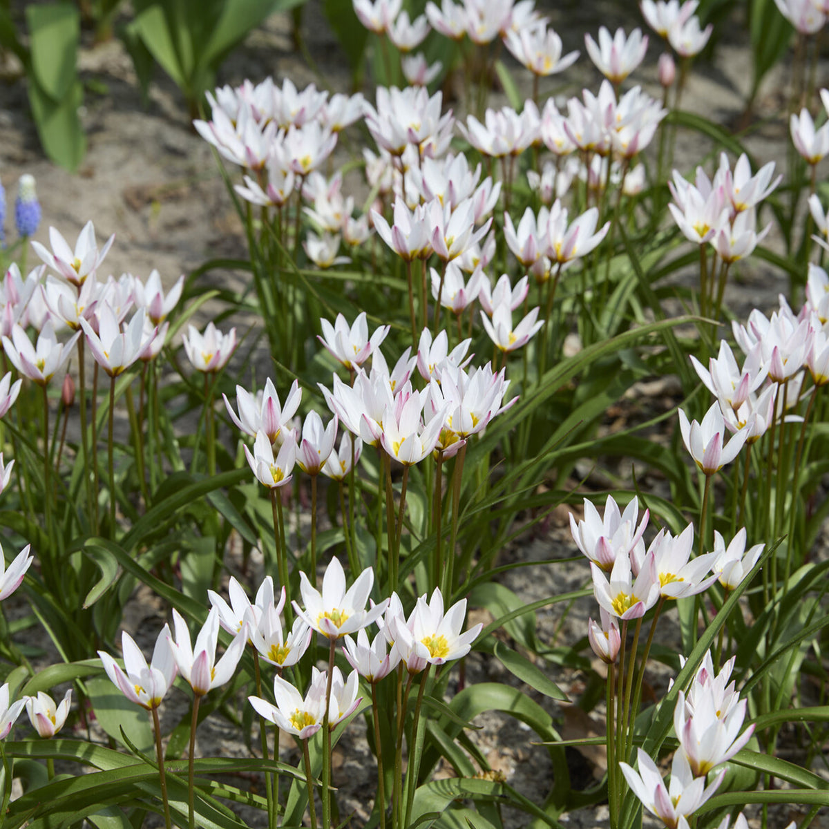 10 Botanische tulpen Hilde - Tulipa botanical Hilde - Bakker