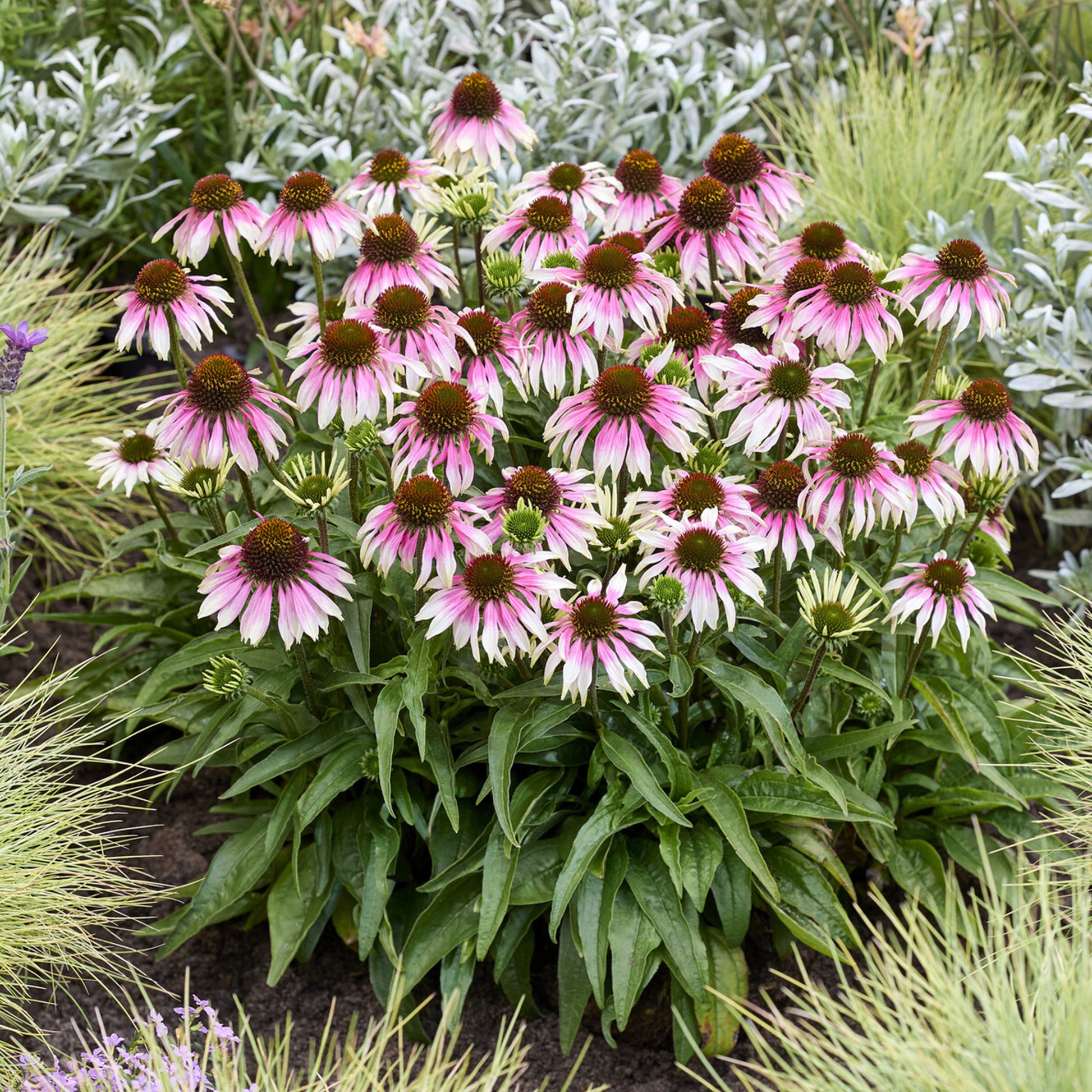 Zonnehoed ' Special White Purple' - Echinacea special withe purple - Bakker