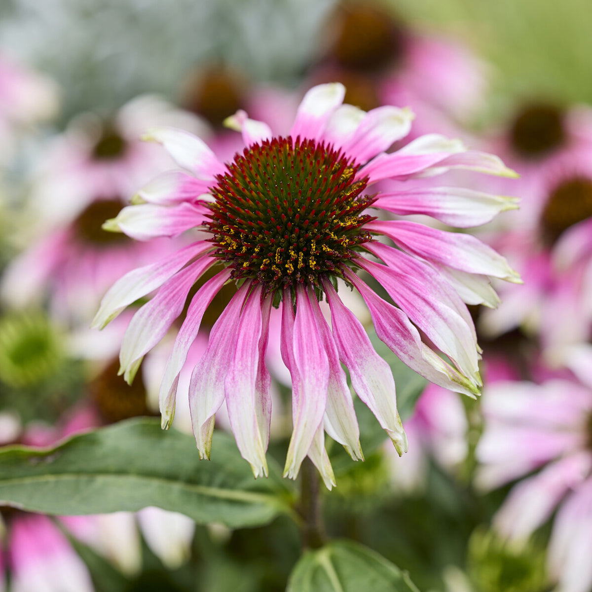 Zonnehoed ' Special White Purple' - Bakker