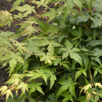 Japanse esdoorn Bi hoo - Bakker