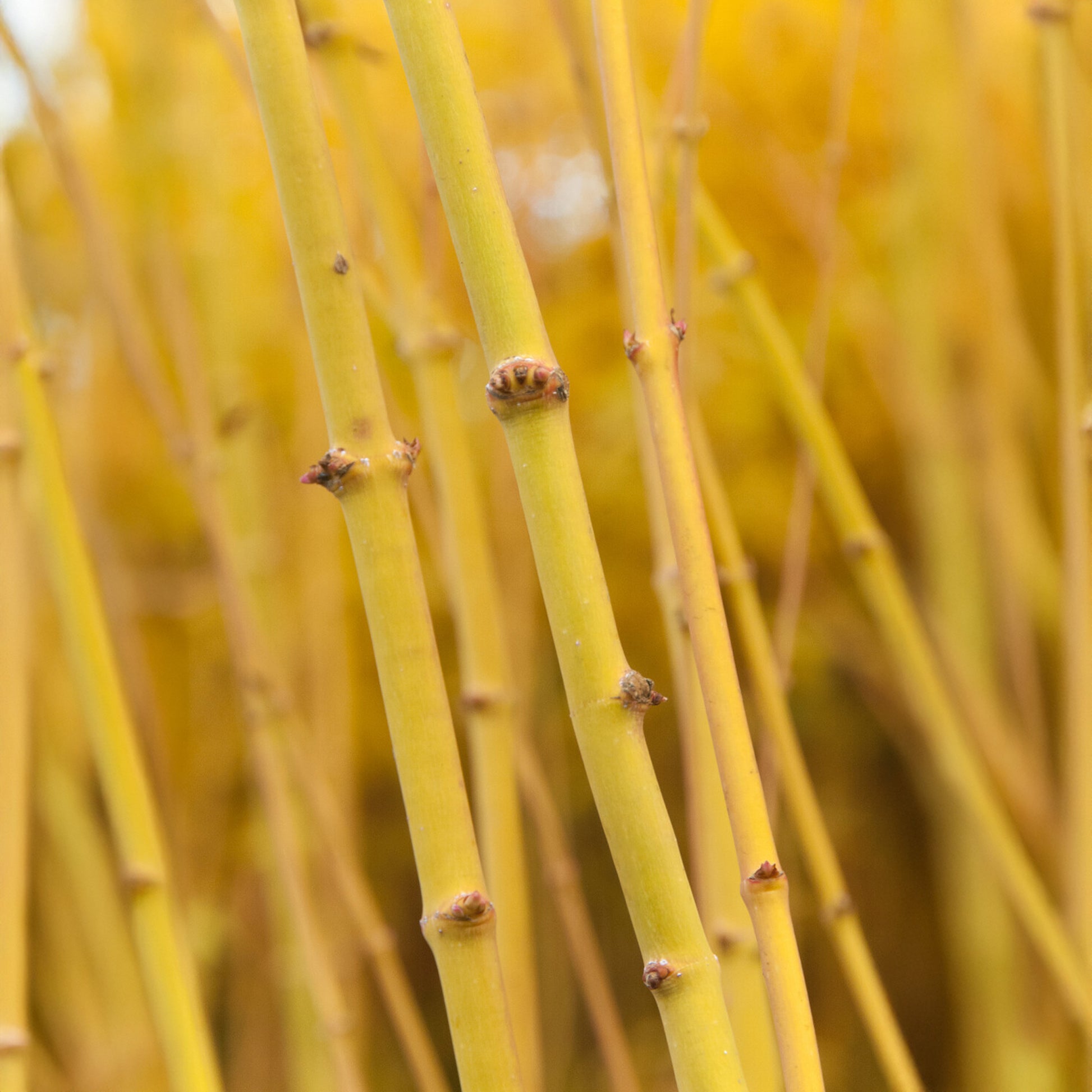 Japanse esdoorn Bi hoo - Acer palmatum 'bi hoo' - Bakker