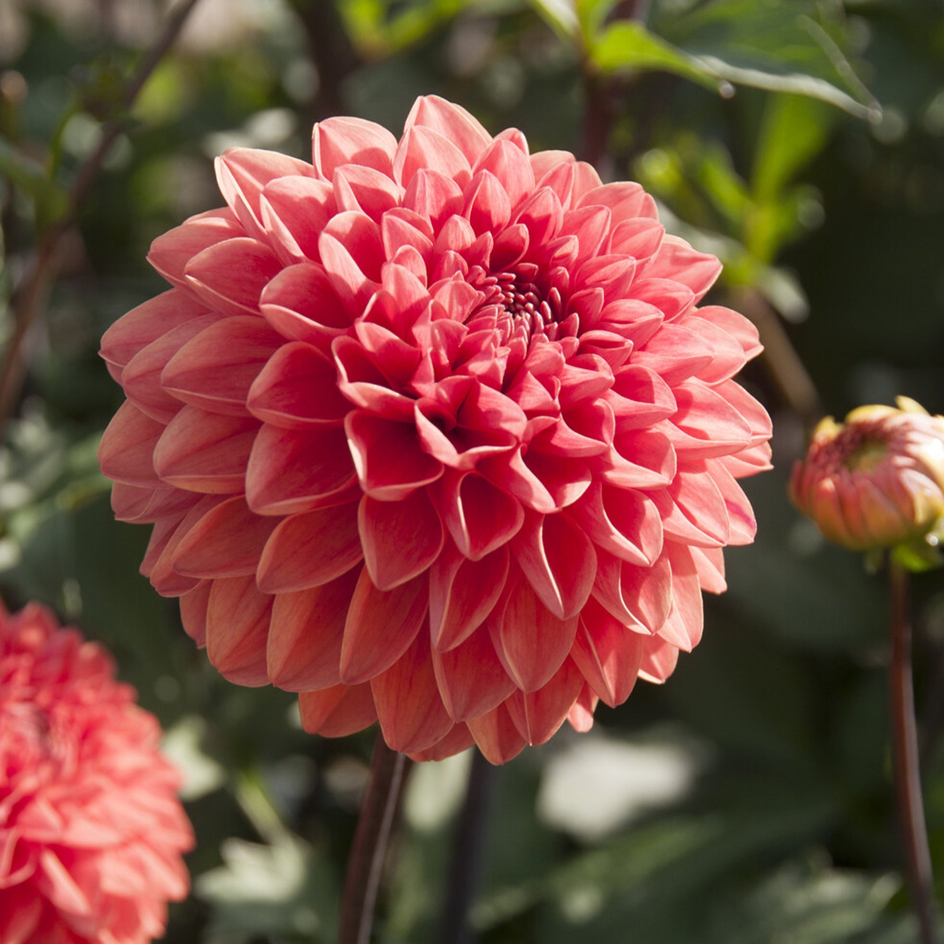  - Dahlia Blitzer - Bakker
