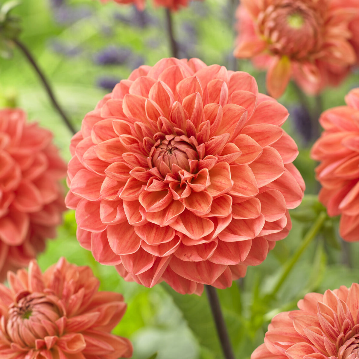 Dahlia Blitzer - Bakker