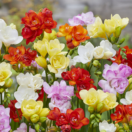 Dubbelbloemige Freesia Mix (x25) - Freesia