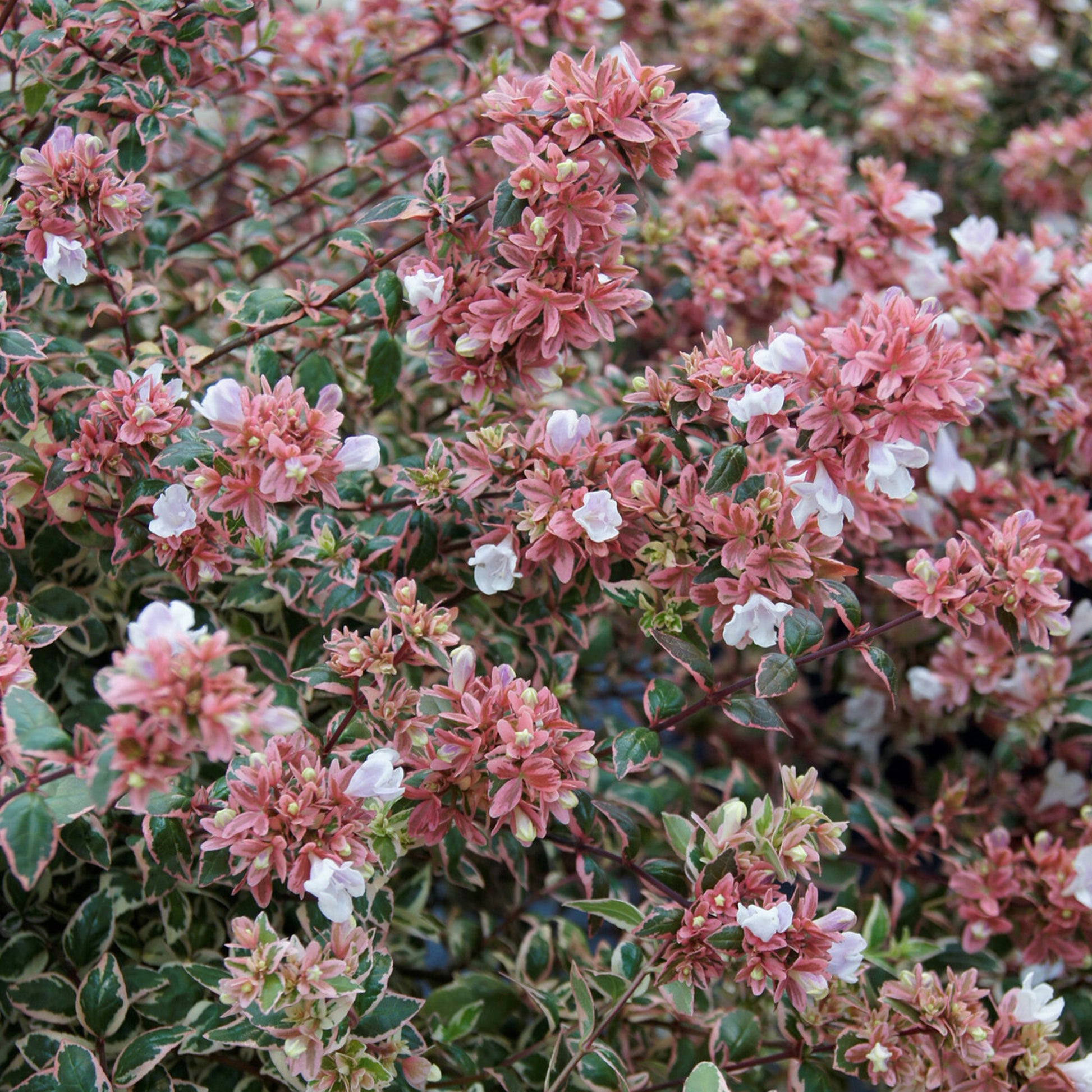 Abelia grandiflora Magic Daydream ® - Abelia grandiflora Magic Daydream® - Abelia