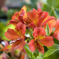 Incalelie - Alstroemeria Majestic Brissac - Alstroemeria Majestic Brissac - Bakker