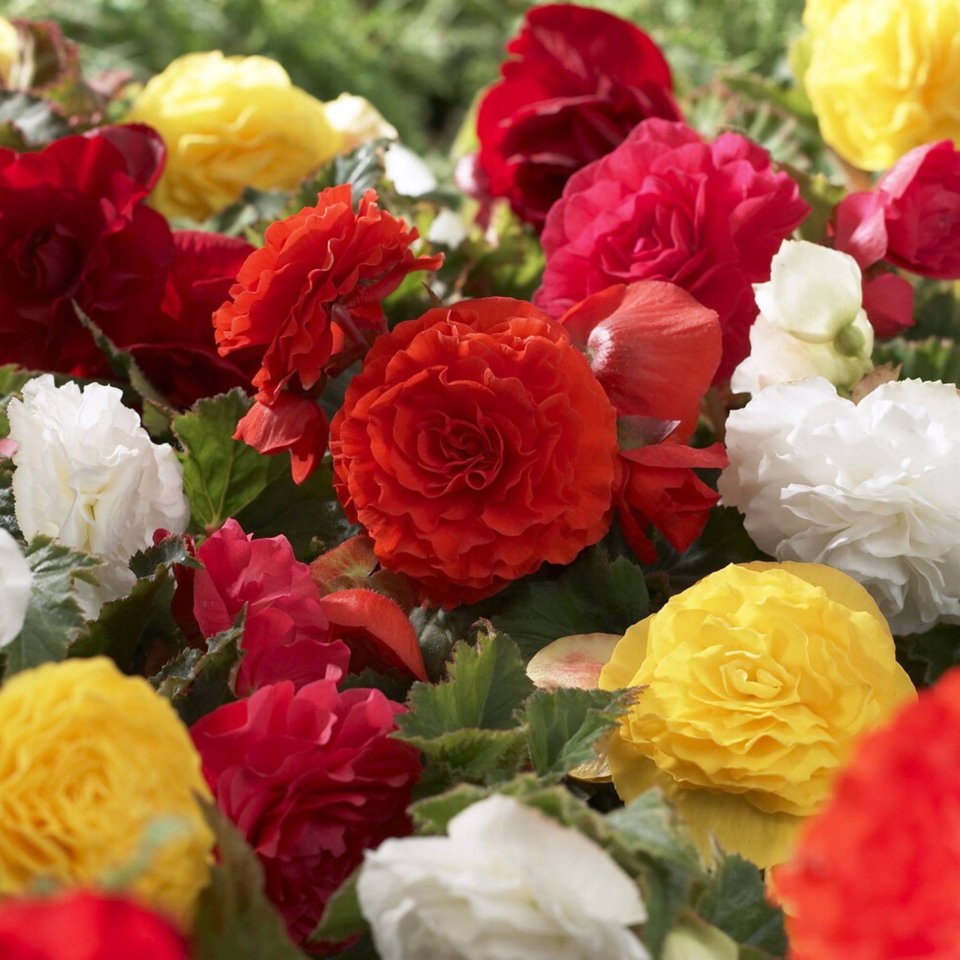 Begonia Non Stop Mocca - Begonia tuberhybrida Nonstop® Mocca - Bakker