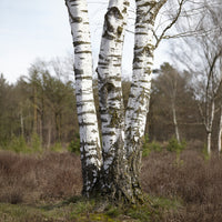 Ruwe berk - Bakker