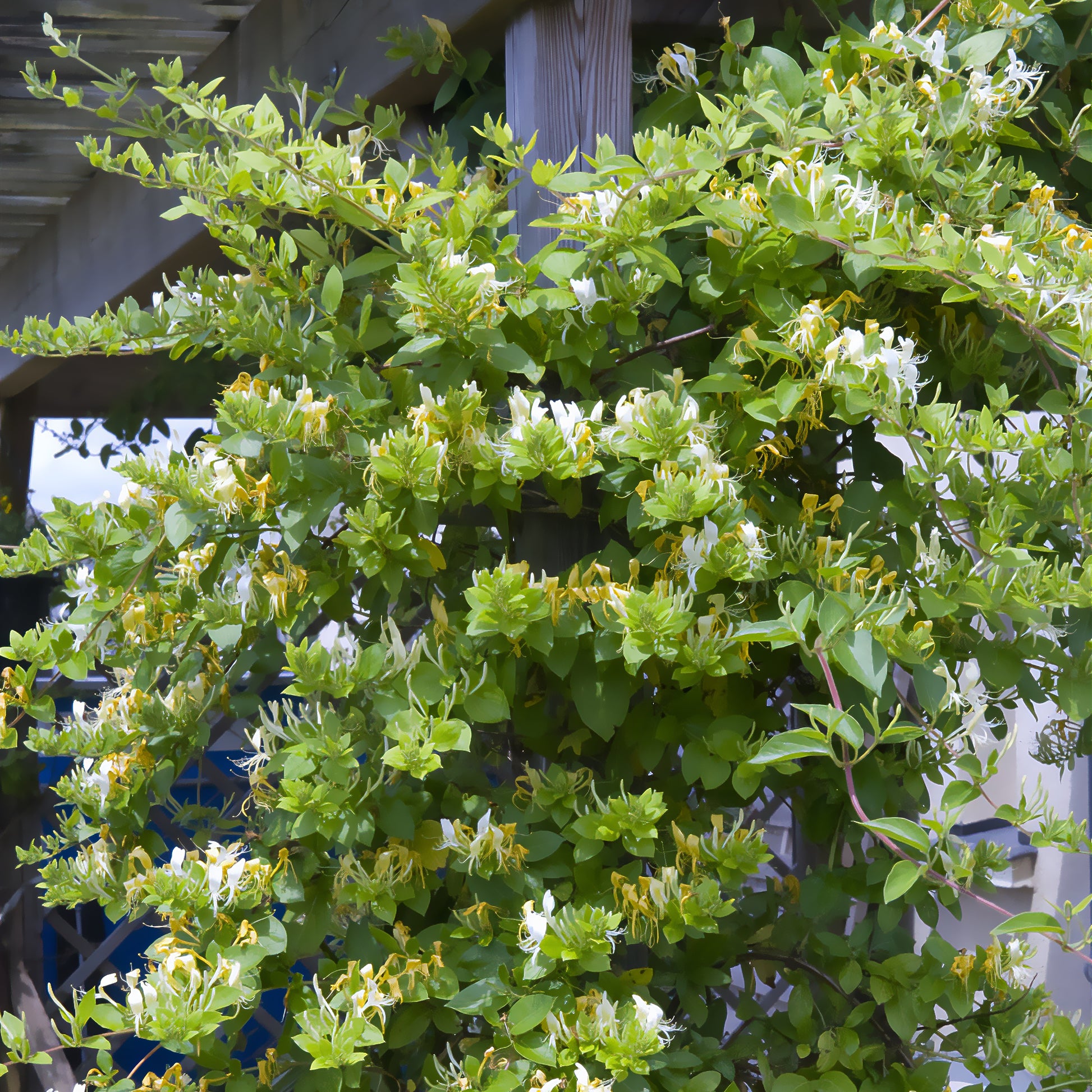 Japanse kamperfoelie 'Halliana' - Bakker