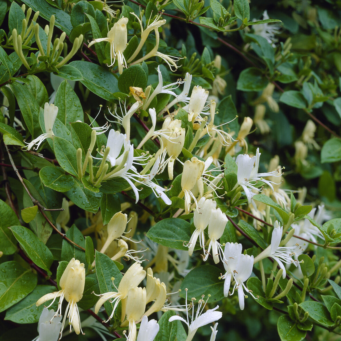 Lonicera japonica Halliana - Japanse kamperfoelie 'Halliana' - Kamperfoelie