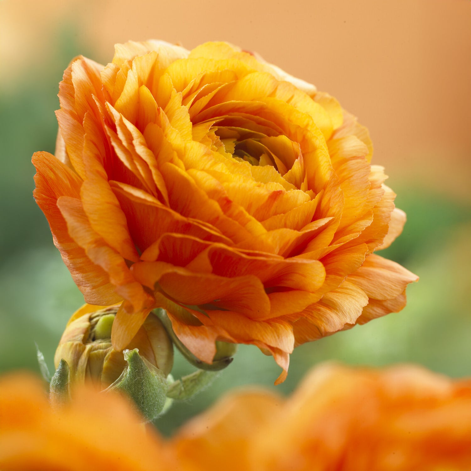 Ranunculus asiaticus Orange - Oranje ranonkel (10x) - Ranunculus