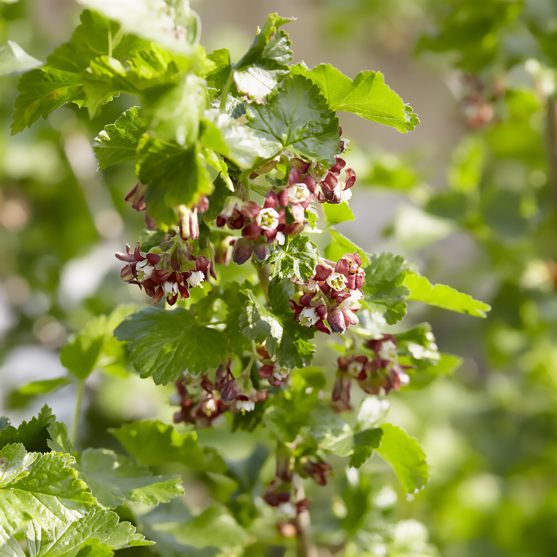 Jostabes - Ribes nidigrolaria Josta - Bakker