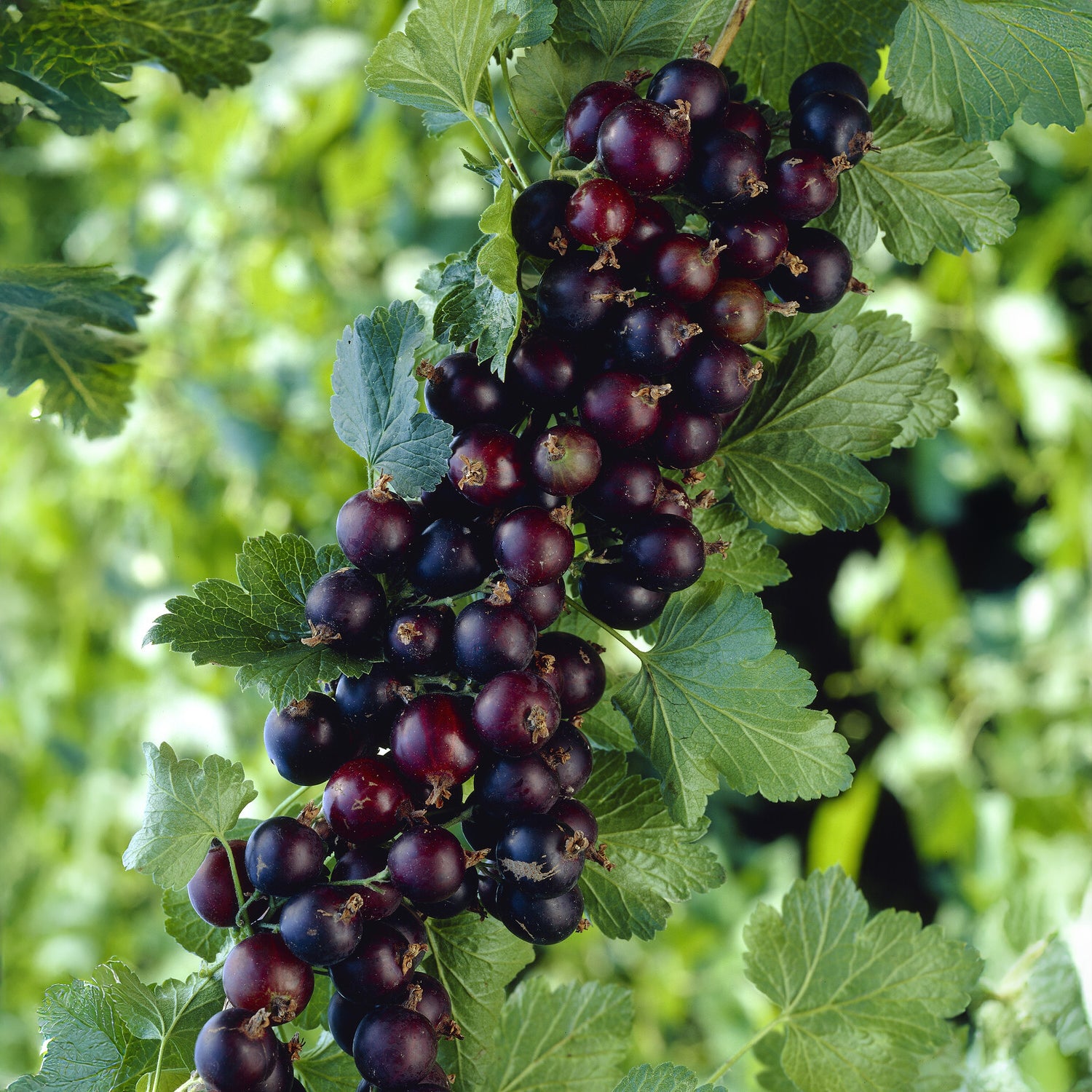 Ribes nidigrolaria Josta - Jostabes - Zwarte bes