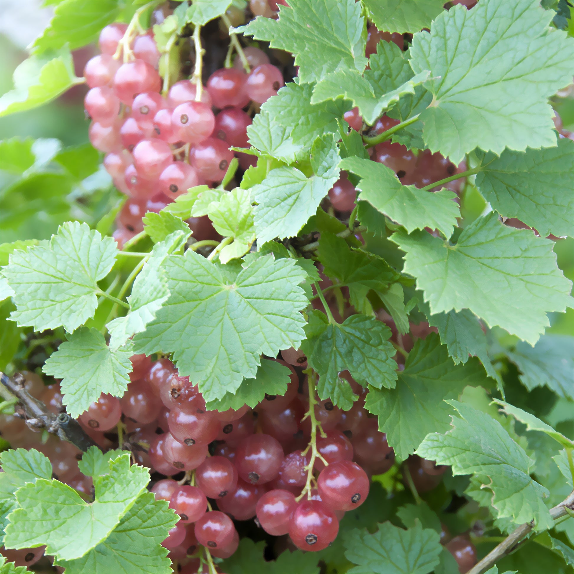 Roze bes 'Gloire des Sablons' - Bakker