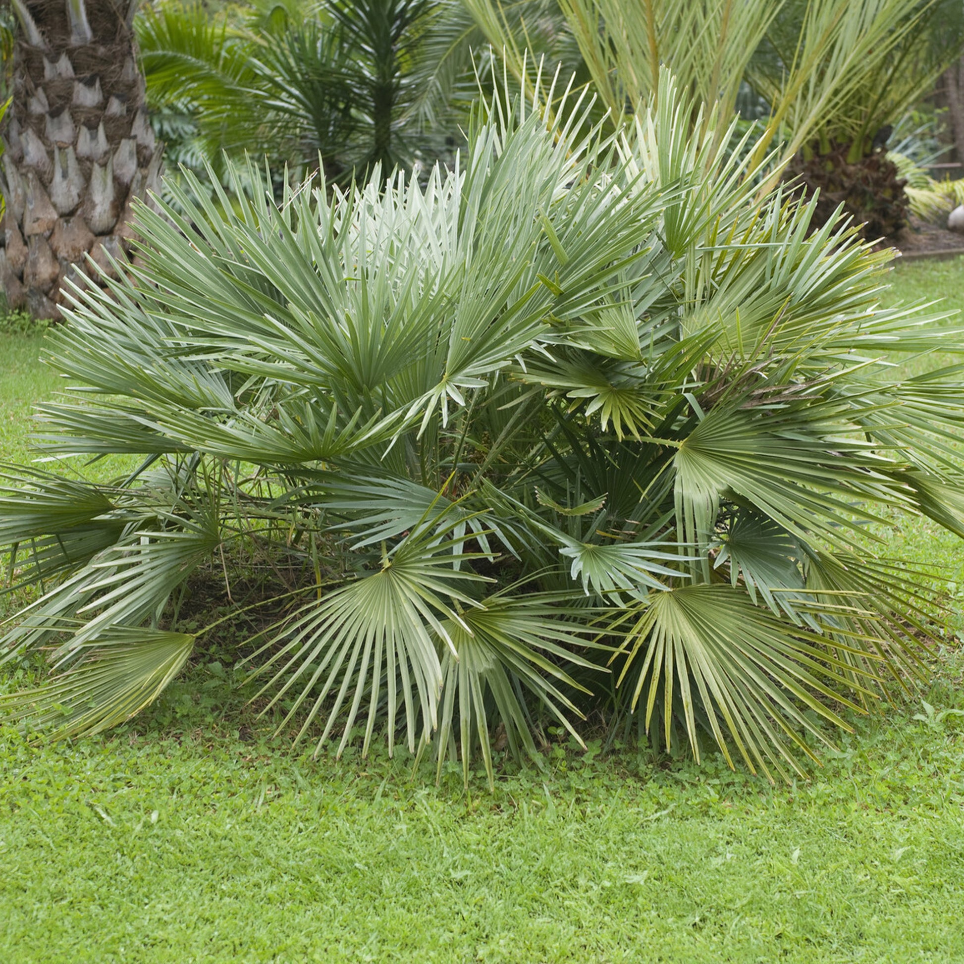 Sabal minor - Dwerg sabal - Dwerg waaierpalm - Palmen