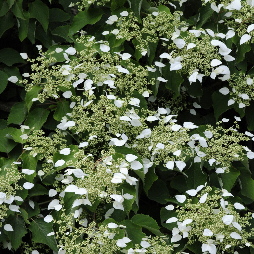 Verkoop Valse klimhortensia - Schizophragma hydrangeoïdes