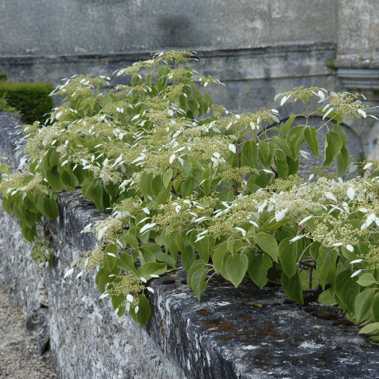 Verkoop Valse klimhortensia