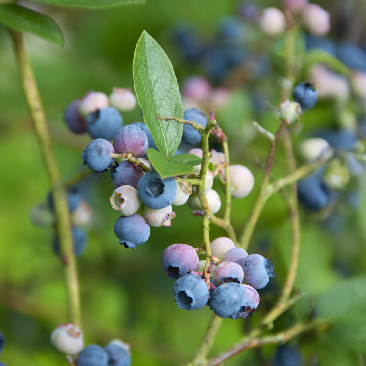 Blauwe bes 'Bluecrop' - Bakker