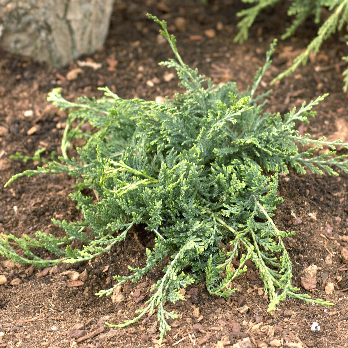 Kruipjeneverbes Wiltonii - Bakker