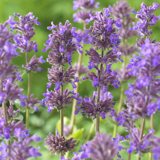 Kattenkruid / Nepeta racemosa 'Grog' - Bakker