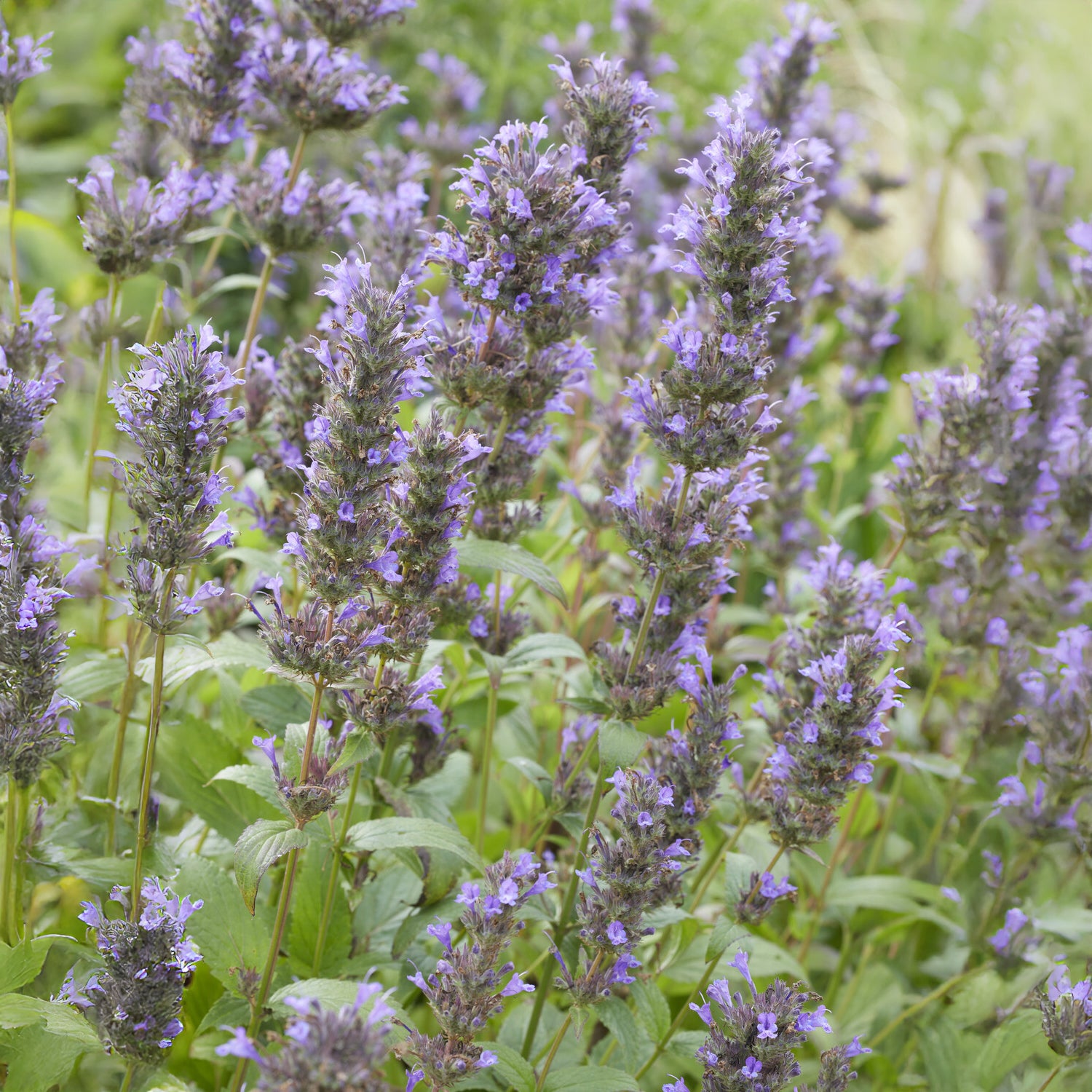 Nepeta - Kattenkruid / Nepeta kubanica - Nepeta kubanica