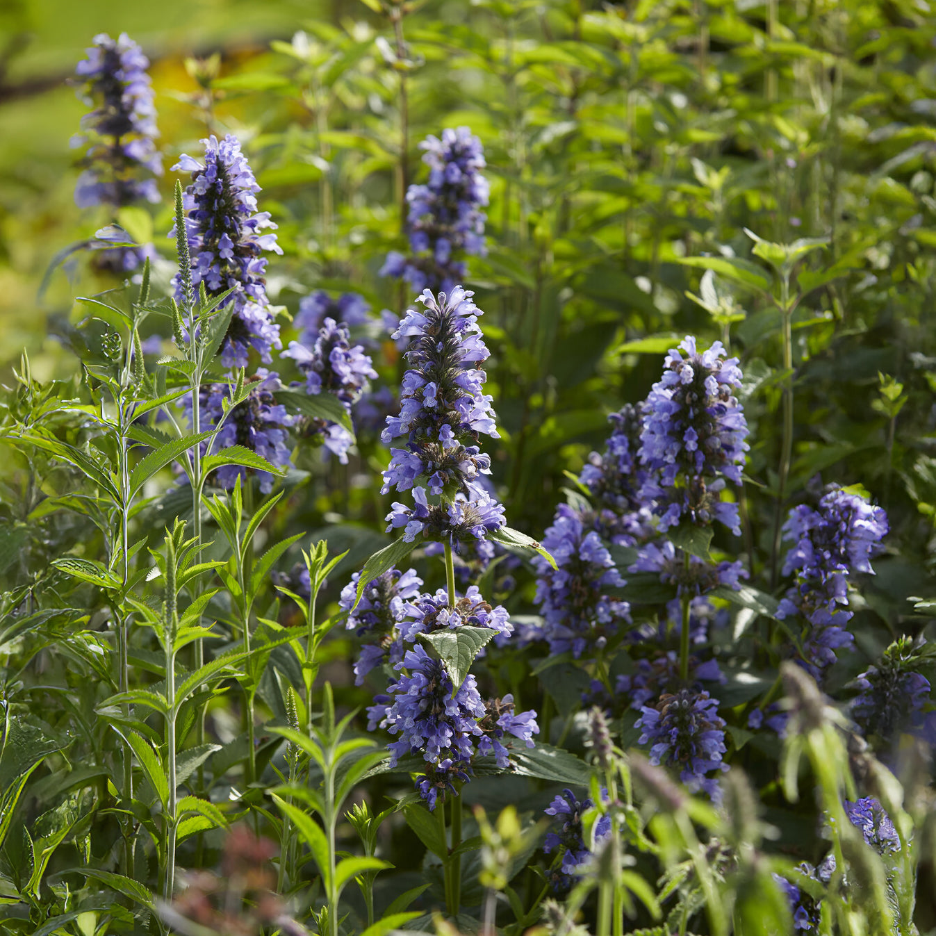 Verkoop Kattenkruid / Nepeta kubanica - Nepeta kubanica