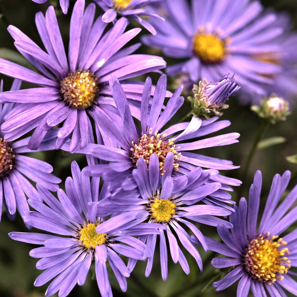 Aster amellus - Bergaster