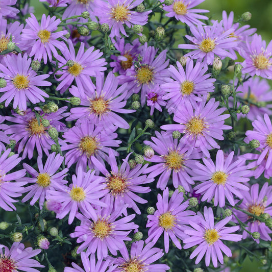 Heideaster 'Blue Star' - Bakker