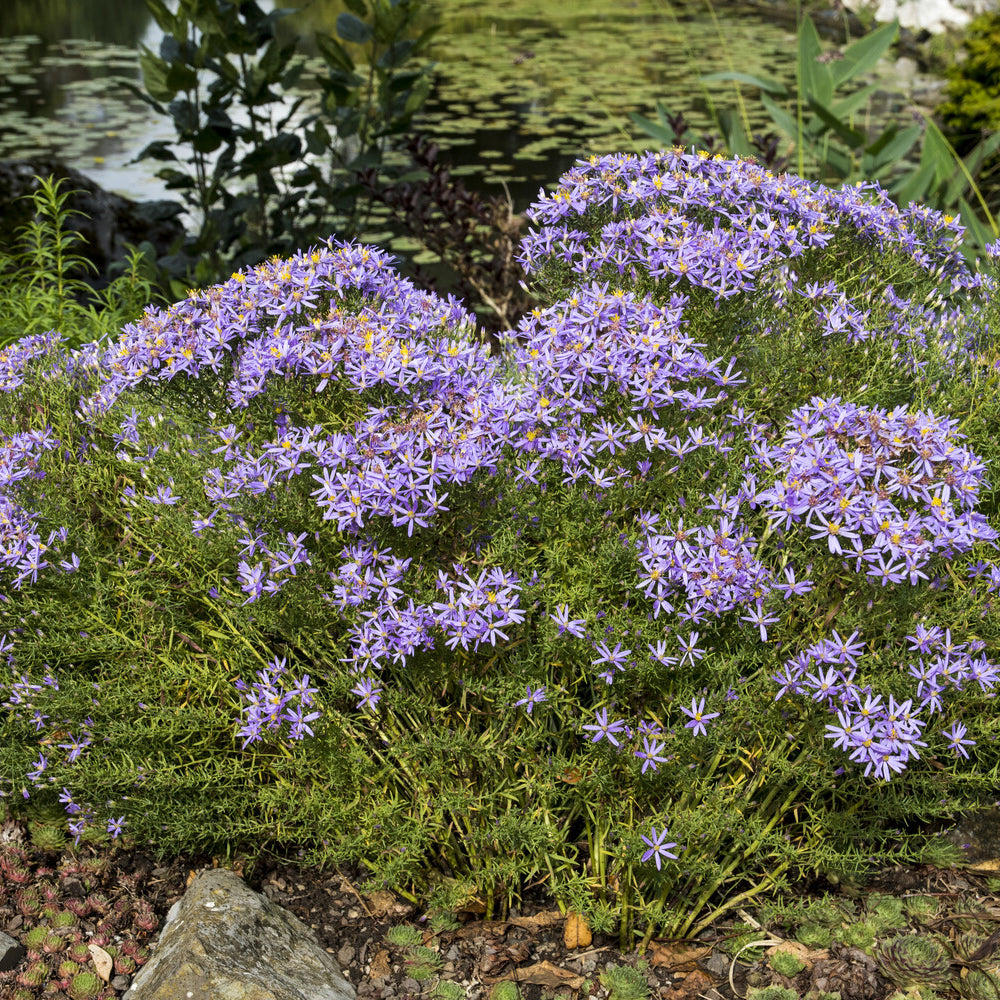 Aster sedifolius 'Nanus' - Aster sedifolius Nanus - Bakker