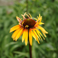 Zonnehoed 'Funky Yellow' - Bakker