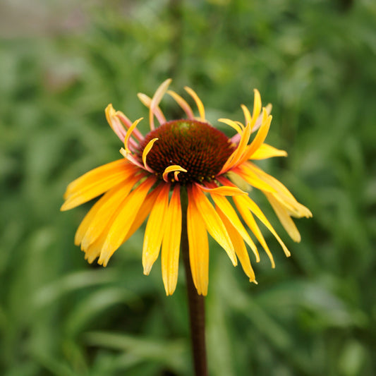 Zonnehoed 'Funky Yellow' - Bakker