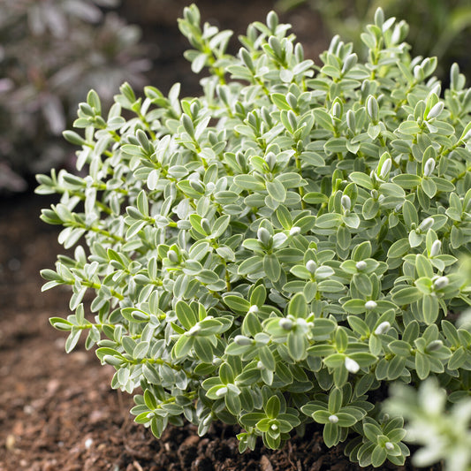 Struikveronicastruik Sutherlandii - Bakker