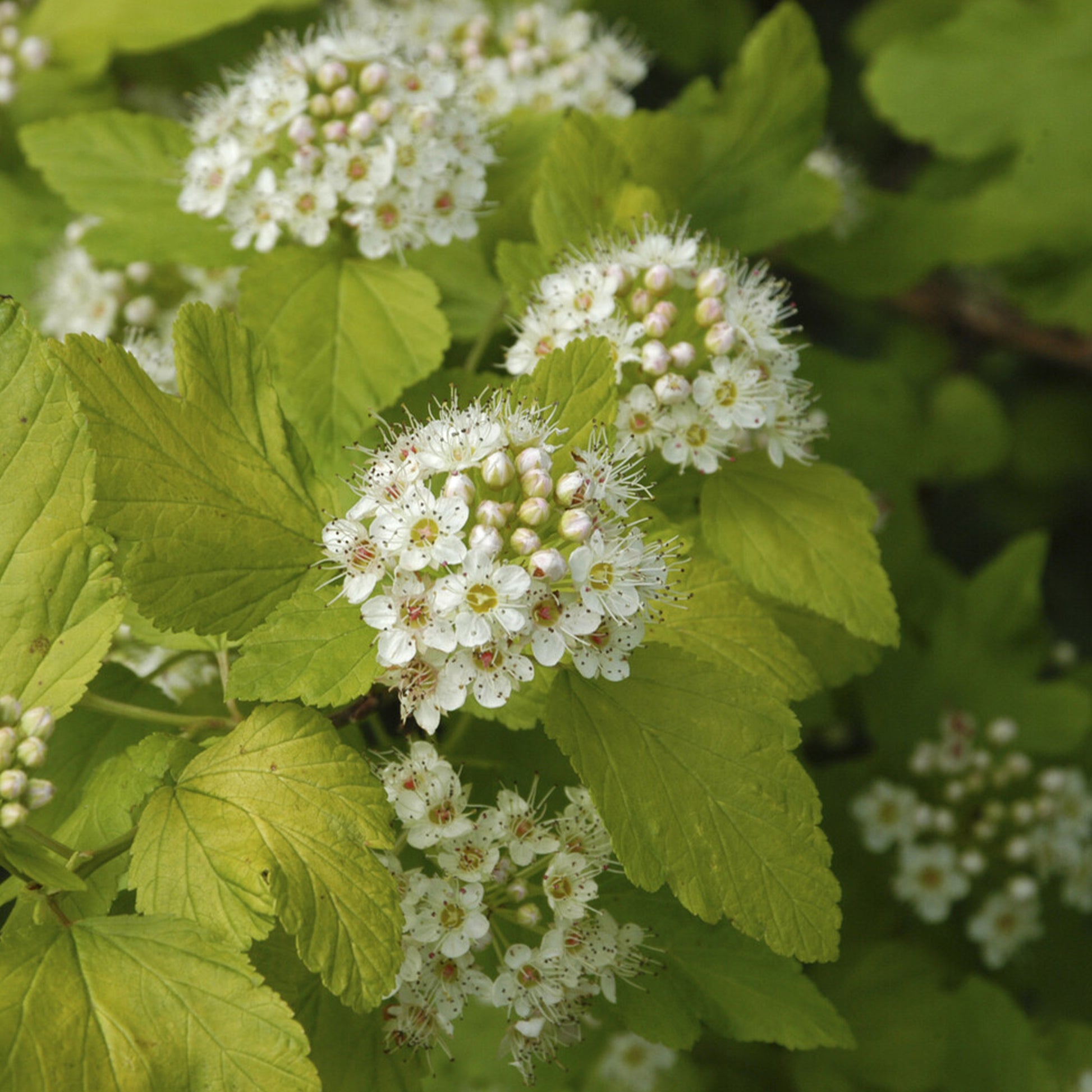 Blaasspirea 'Darts Gold' - Physocarpus opulifolius Dart's Gold - Bakker