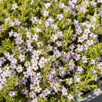 Diosma Sunset Gold - Diosma hirsuta Sunset Gold - Bakker