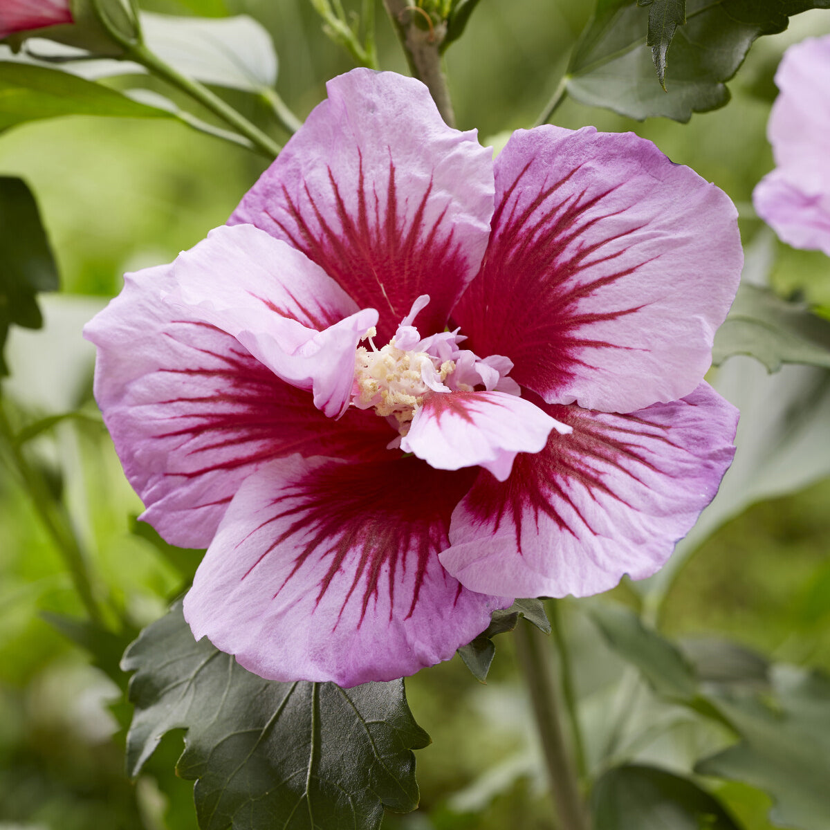 Hibiscus Flower Tower Purple® - Hibiscus syriacus Flower Tower Purple ® - Bakker