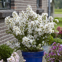 Lagerstroemia indica With Love Virgin® - Lagerstroemia With Love® Virgin - Indische sering