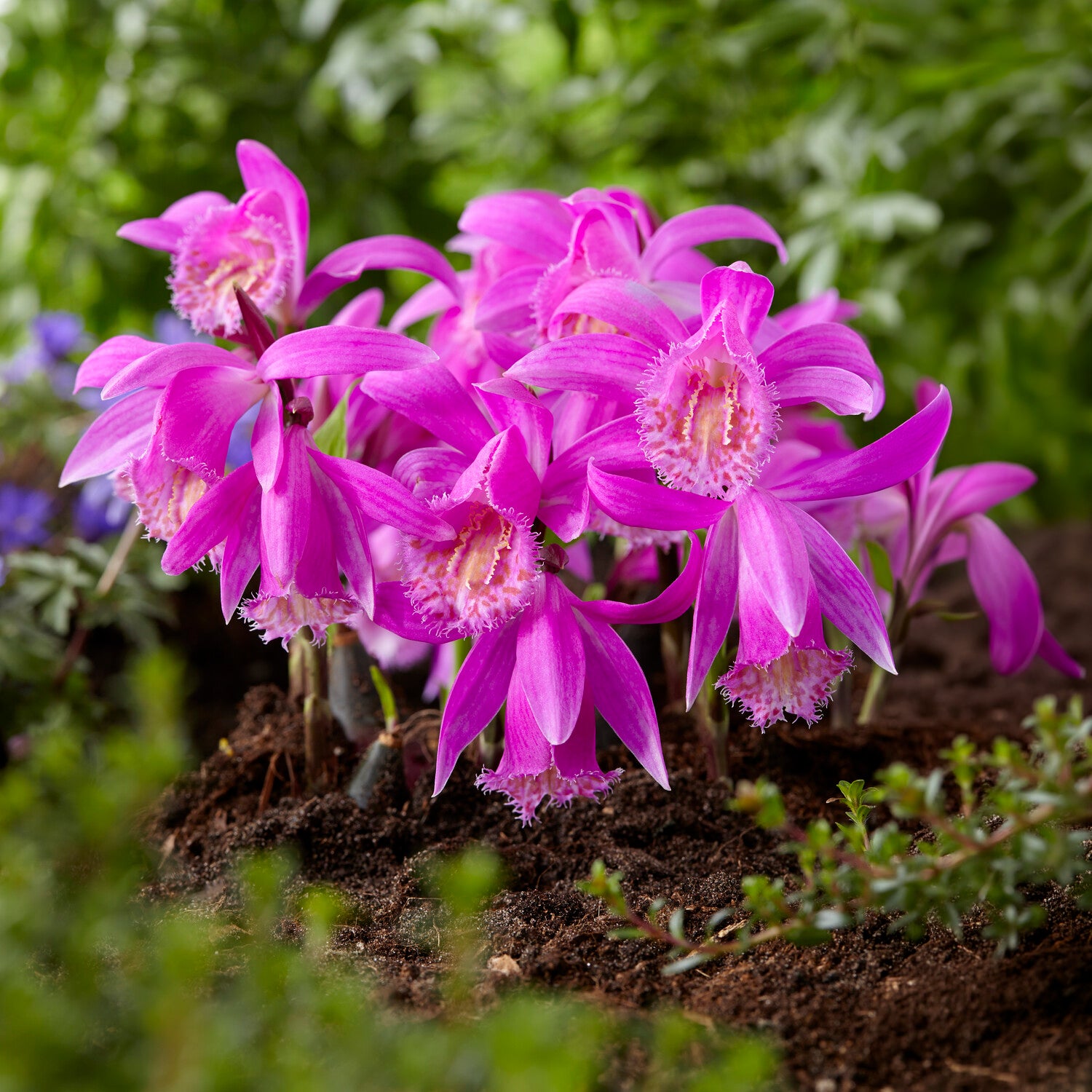 Bloembollenpaketten - Tuinorchidee 'Tongariro' - Pleione tongariro