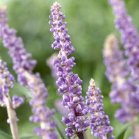Liriope muscari Ingwersen - Leliegras 'Ingwersen' - Siergrassen