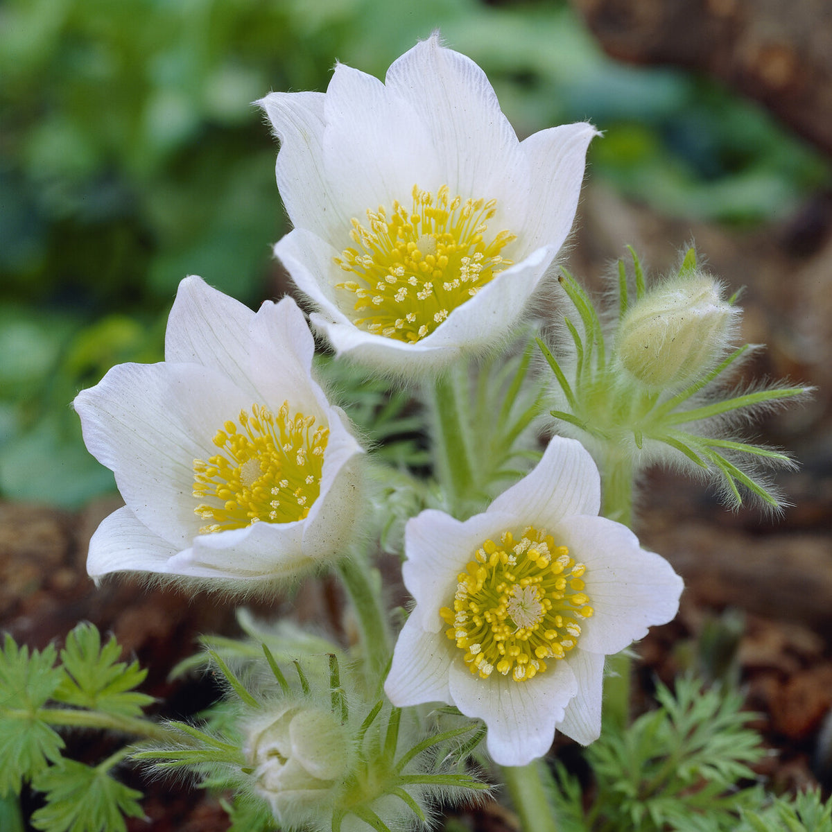 Wildemanskruid 'Alba' - Bakker