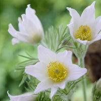 Wildemanskruid 'Alba' (x3) - Pulsatilla vulgaris alba - Bakker
