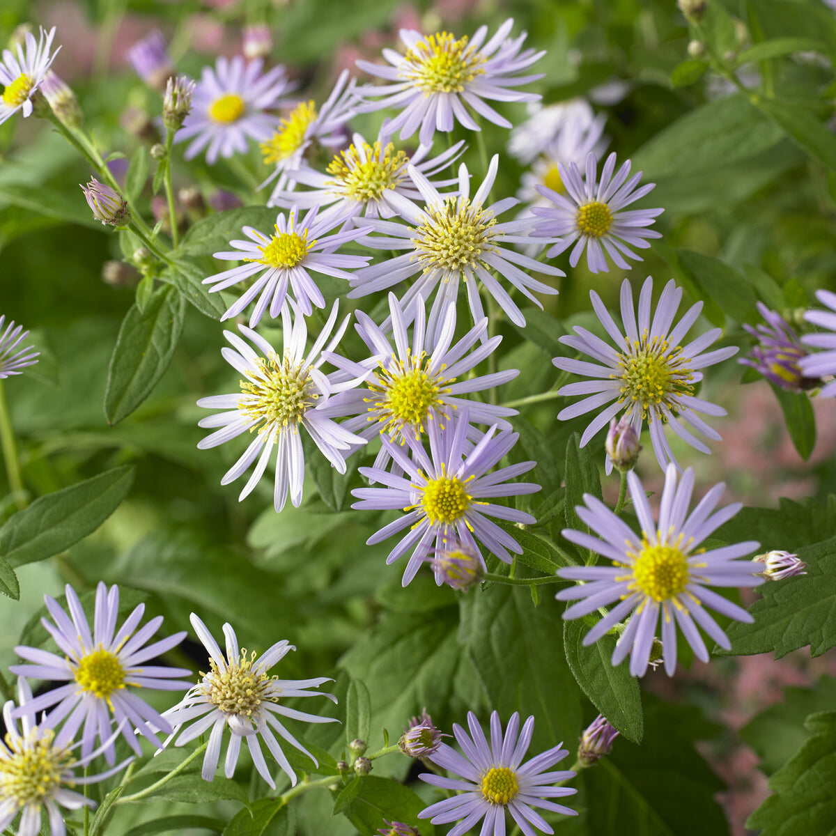 Aster