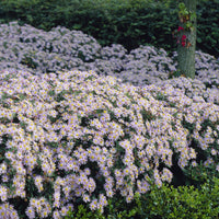 Verkoop Herfstaster 'Asran' (x3) - Aster ageratoides Asran