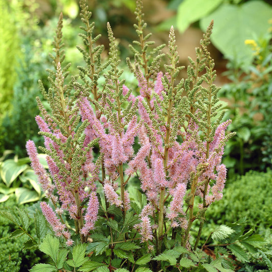 Pluimspirea 'Pumila'