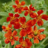 Nagelkruid 'Borisii' (x3) - Geum coccineum Borisii - Bakker