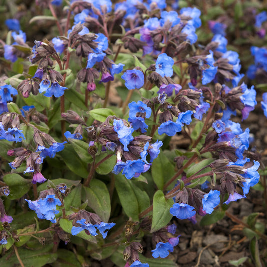 Longkruid 'Blue Ensign' - Bakker