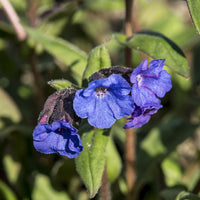Vaste planten - Longkruid 'Blue Ensign' - Pulmonaria Blue Ensign