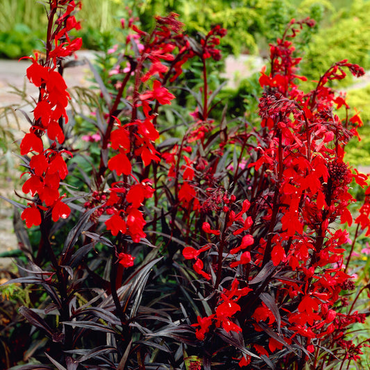 Lobelia 'Queen Victoria' (x3)